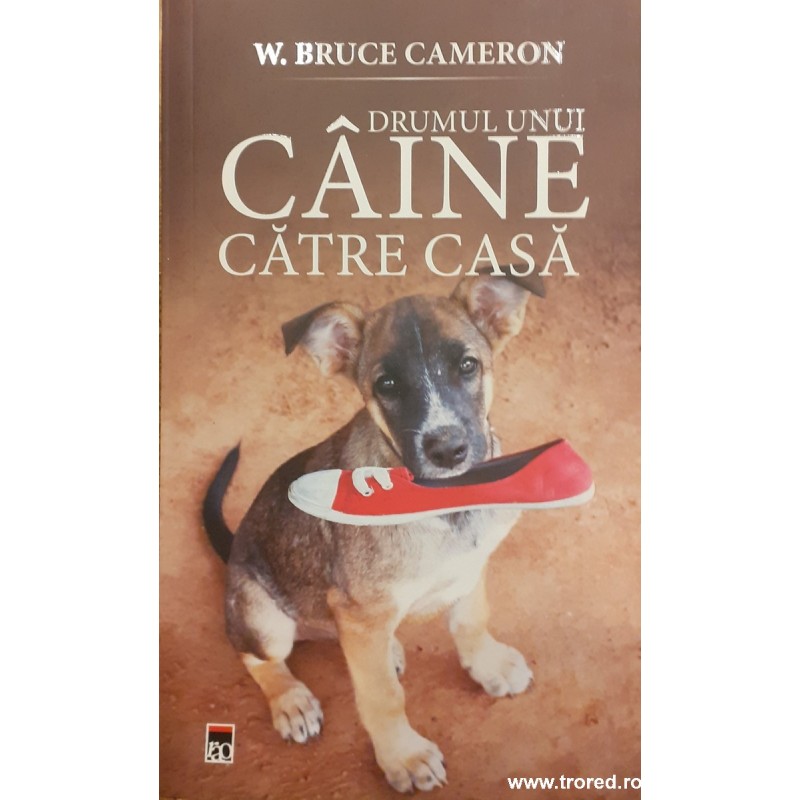 Drumul unui caine catre casa